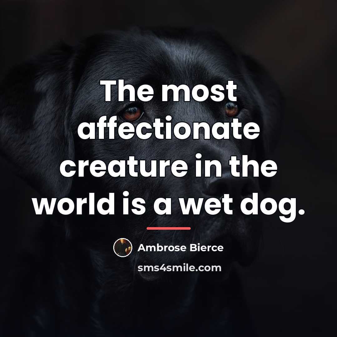 “The most affectionate creature in the world is a wet…” quote by Ambrose Bierce