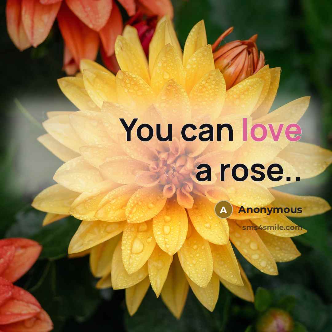 “You can love a rose..…” quote by Anonymous