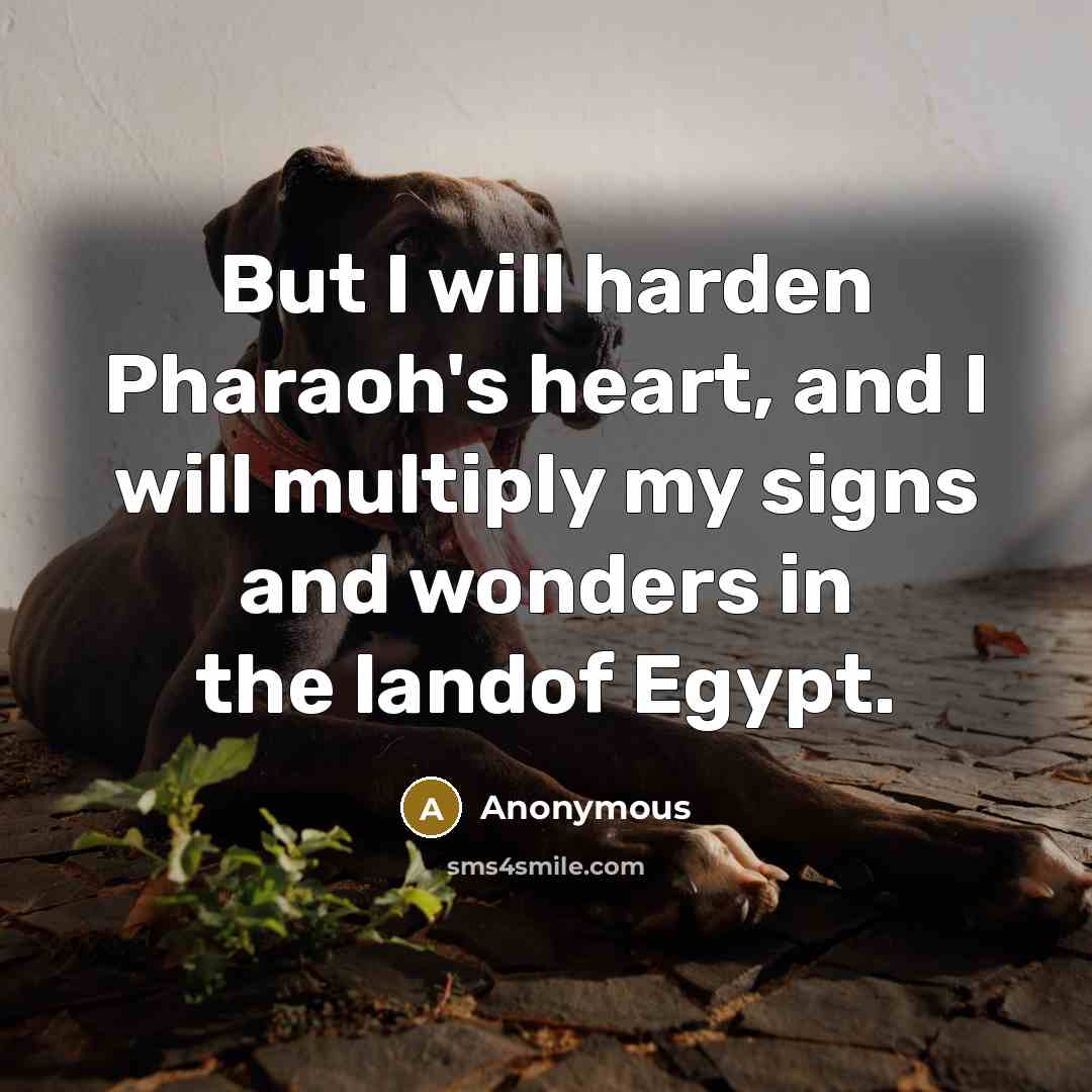 “But I will harden Pharaoh's heart, and I will multiply…” quote by Anonymous