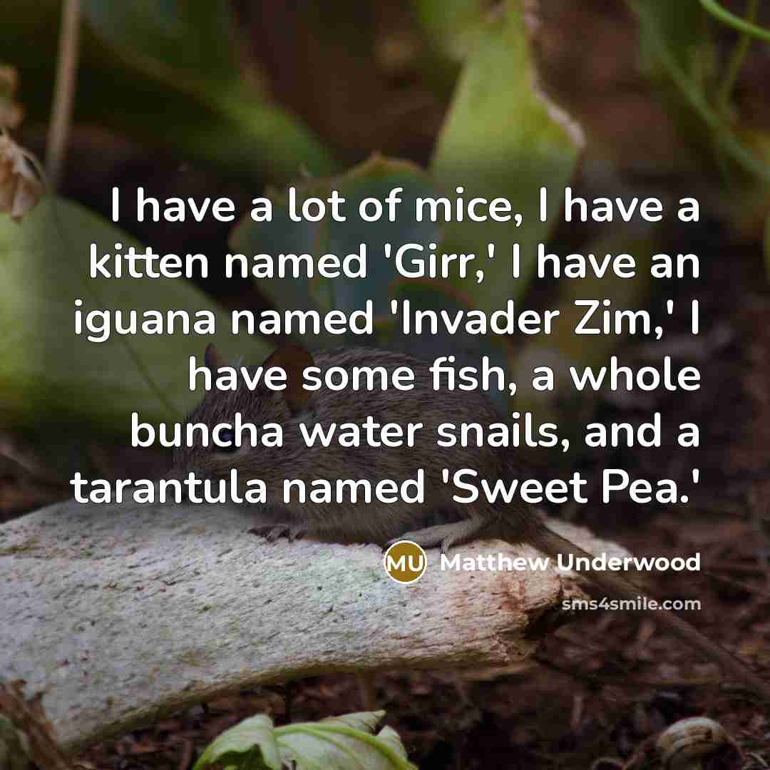 “I have a lot of mice, I have a kitten…” quote by Matthew Underwood