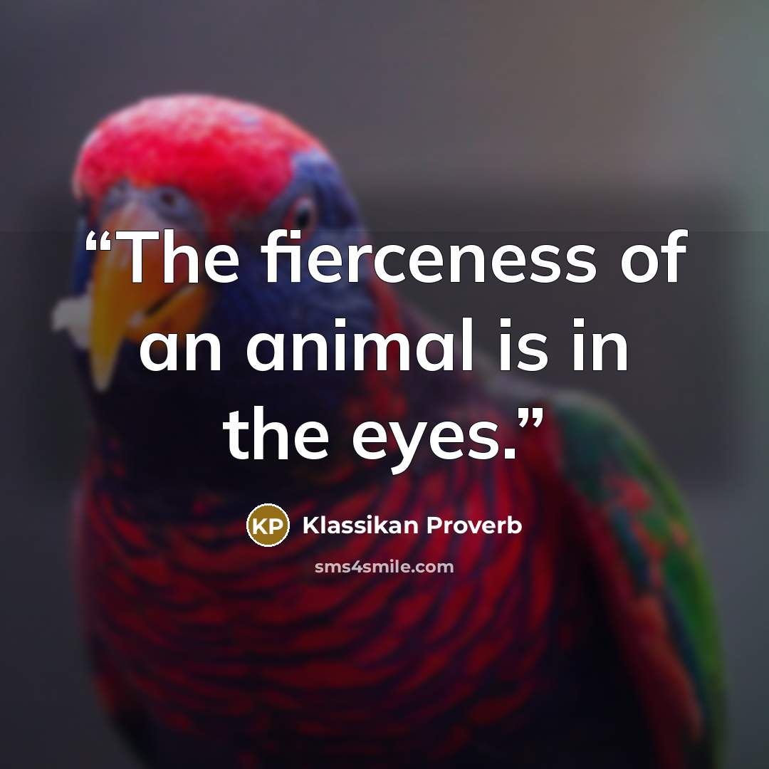 “The fierceness of an animal is in the eyes.” quote by Klassikan Proverb
