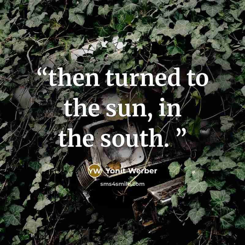 “then turned to the sun, in the south.” quote by Yonit Werber