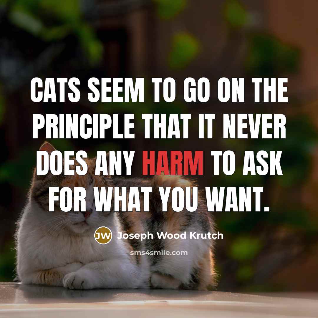 “Cats seem to go on the principle that it never…” quote by Joseph Wood Krutch