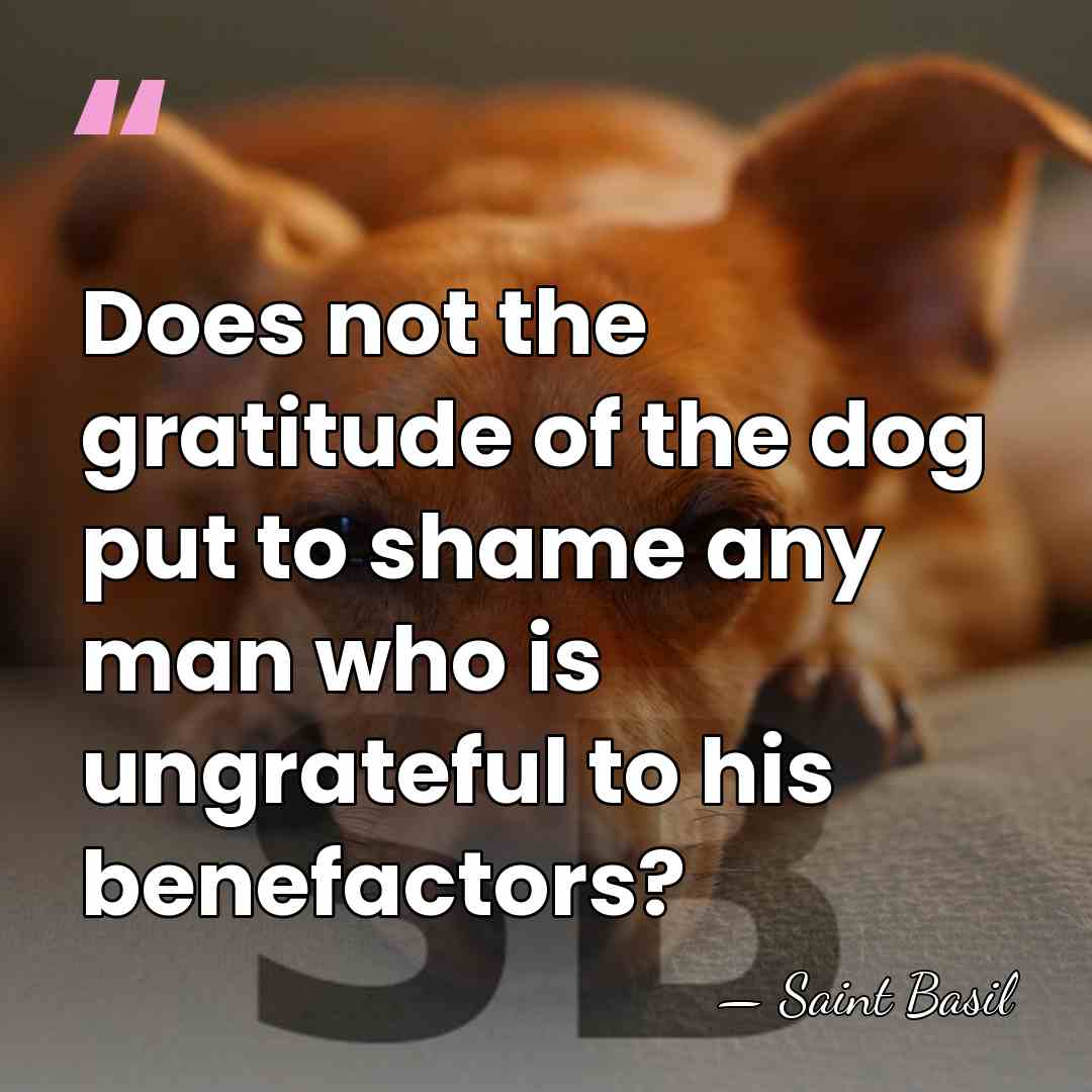 Does not the gratitude of the dog put to shame any man&hellip; - Saint Basil