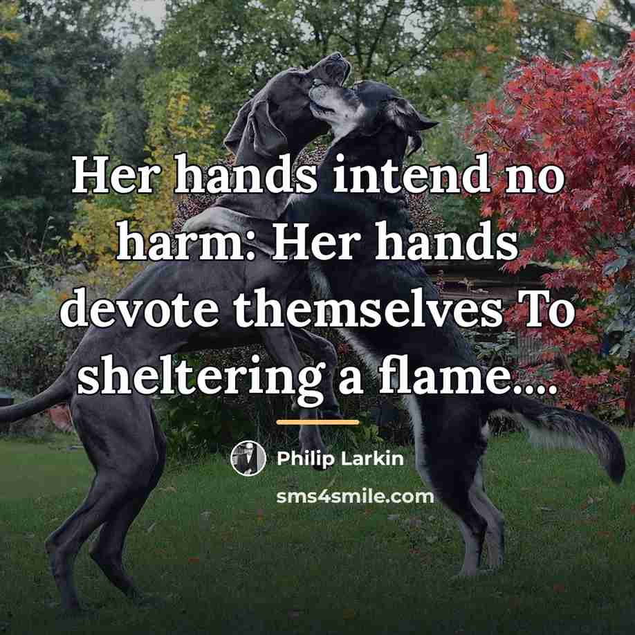 “Her hands intend no harm: Her hands devote themselves To…” quote by Philip Larkin