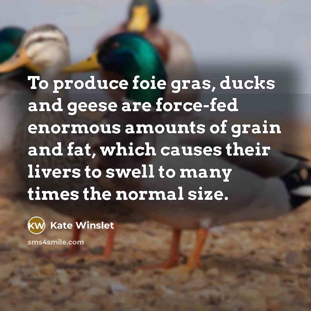 “To produce foie gras, ducks and geese are force-fed enormous…” quote by Kate Winslet