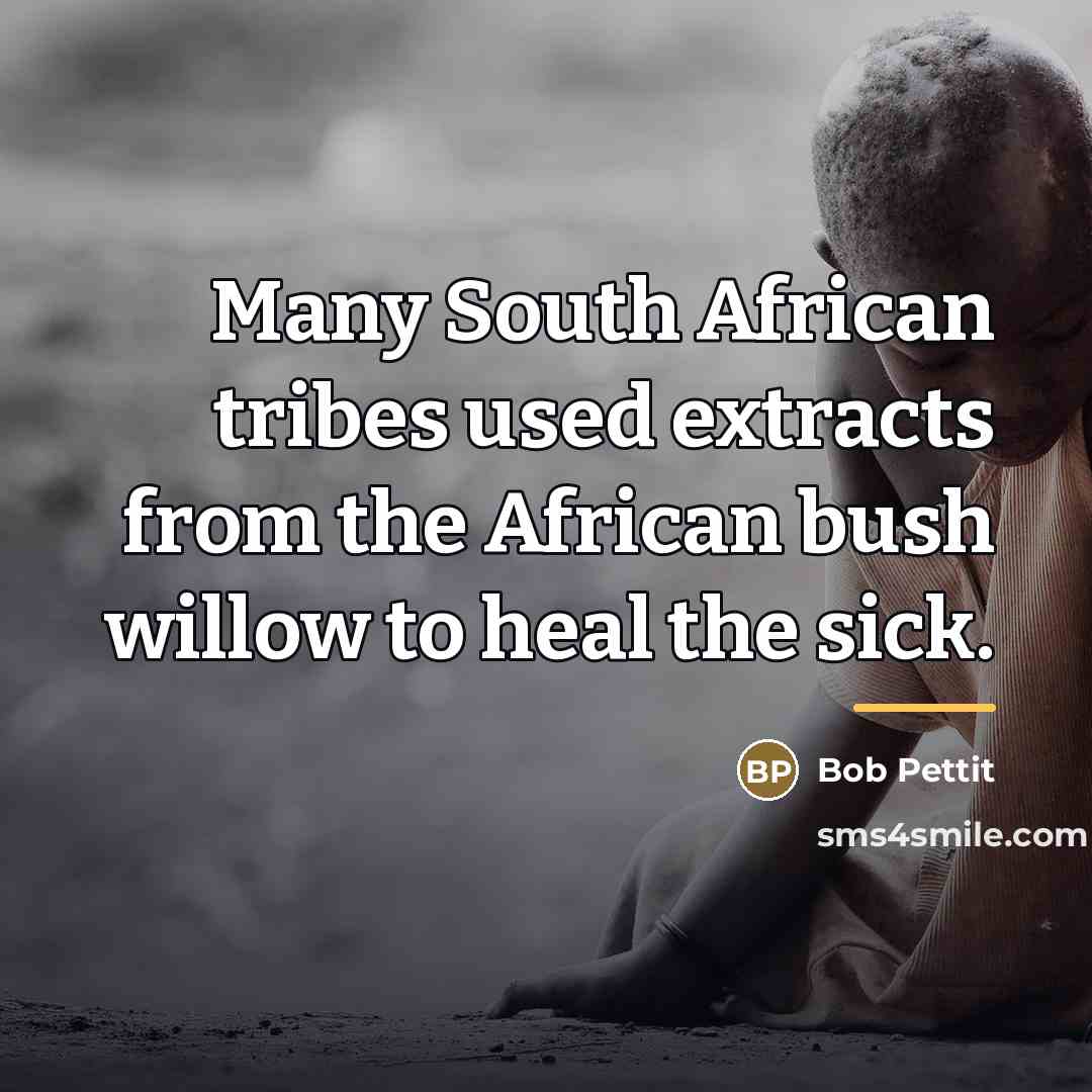 “Many South African tribes used extracts from the African bush…” quote by Bob Pettit