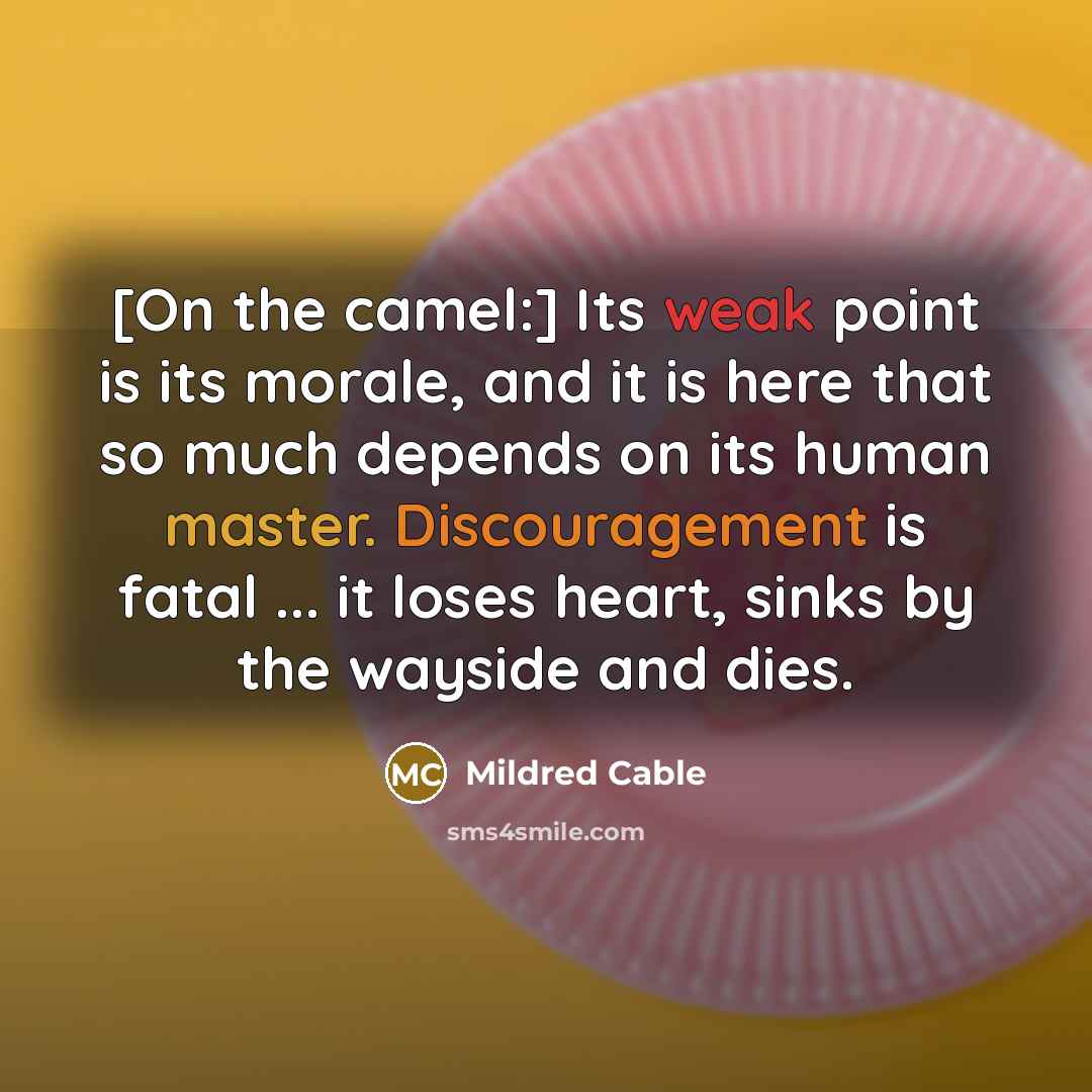 “[On the camel:] Its weak point is its morale, and it is here that so much depends on its human master. Discouragement is fatal ... it loses heart, sinks by the wayside and dies.” quote by Mildred Cable