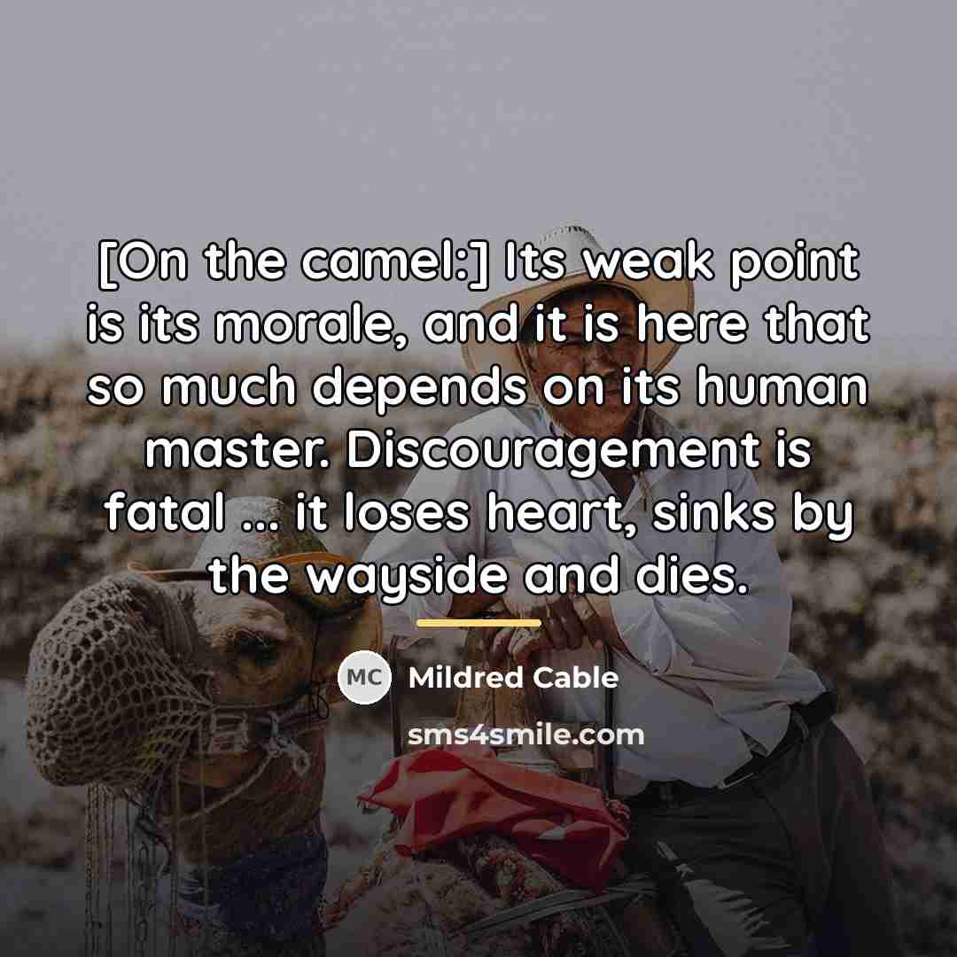 “[On the camel:] Its weak point is its morale, and…” quote by Mildred Cable