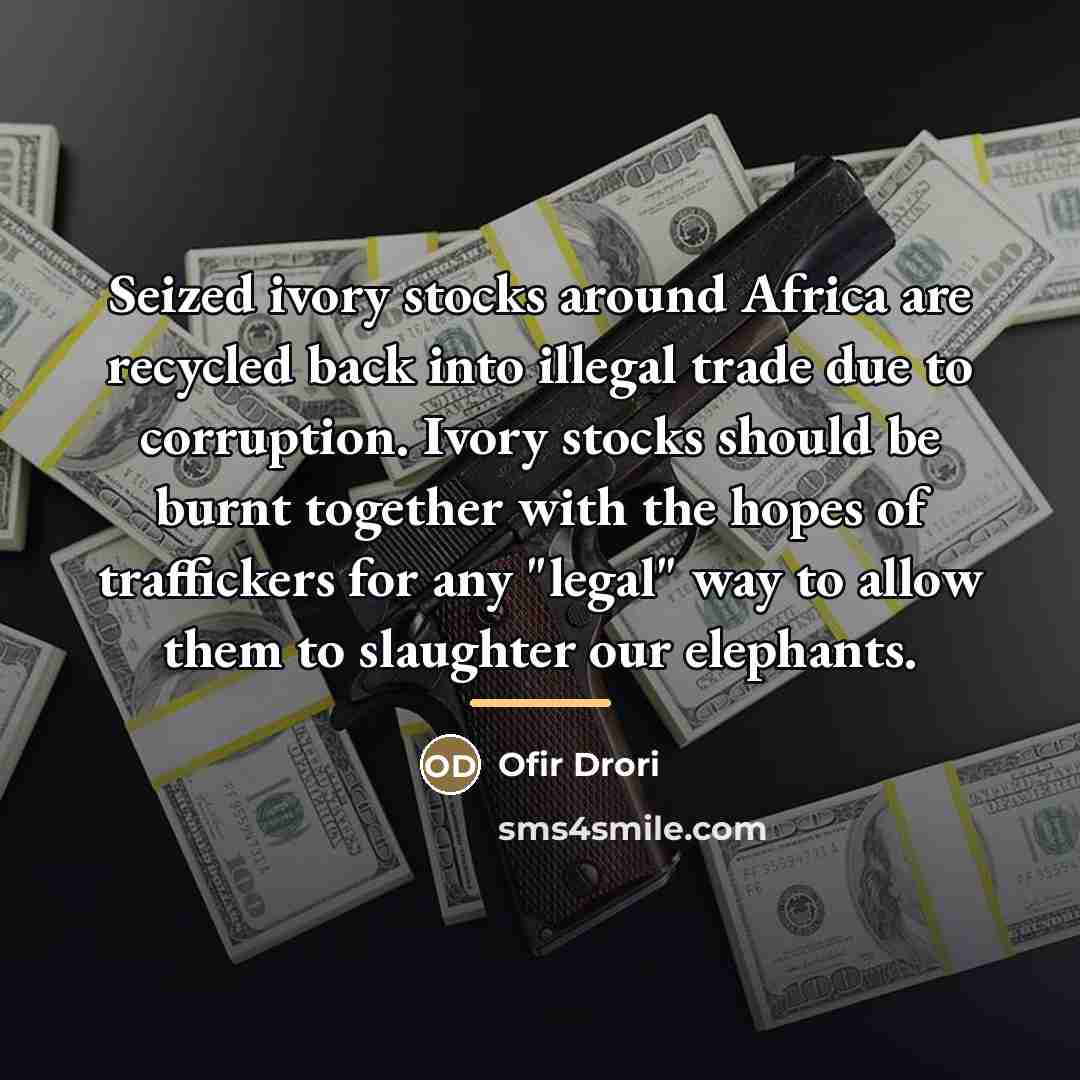 “Seized ivory stocks around Africa are recycled back into illegal…” quote by Ofir Drori