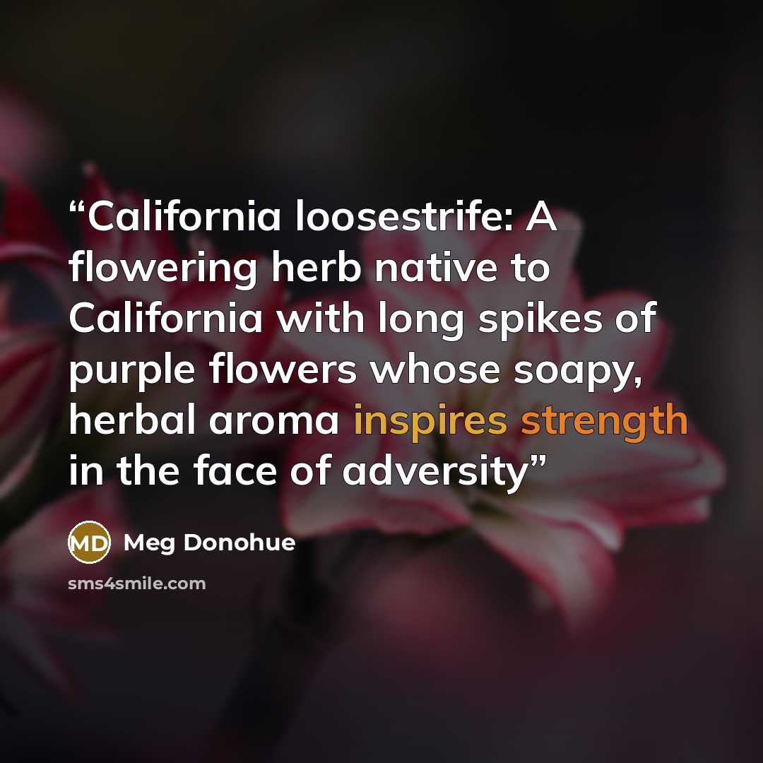 “California loosestrife: A flowering herb native to California with long spikes of purple flowers whose soapy, herbal aroma inspires strength in the face of adversity” quote by Meg Donohue