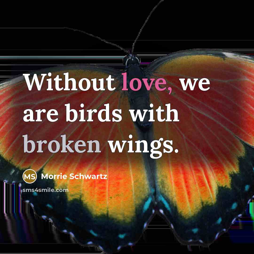 “Without love, we are birds with broken wings.” quote by Morrie Schwartz