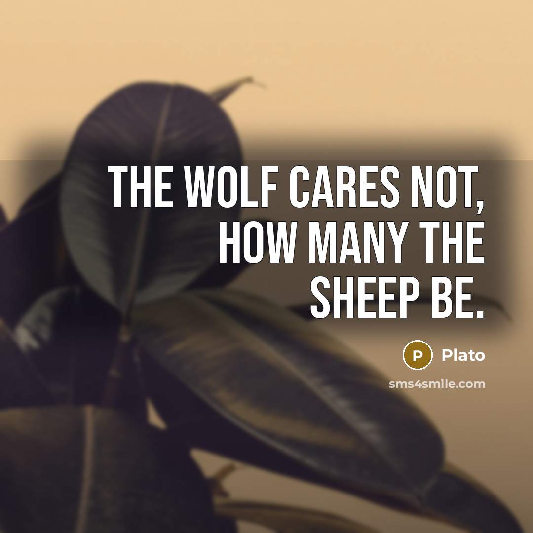 “The wolf cares not, how many the sheep be.…” quote by Plato