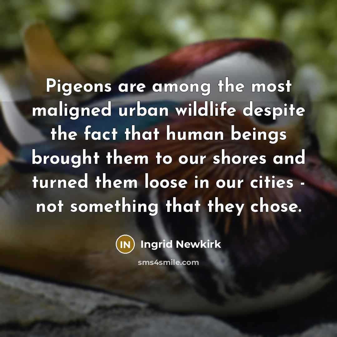 “Pigeons are among the most maligned urban wildlife despite the…” quote by Ingrid Newkirk