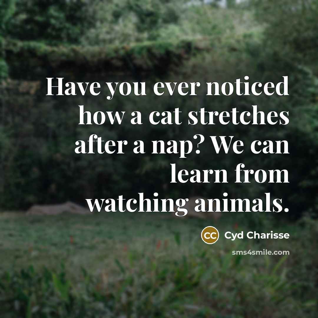 “Have you ever noticed how a cat stretches after a…” quote by Cyd Charisse