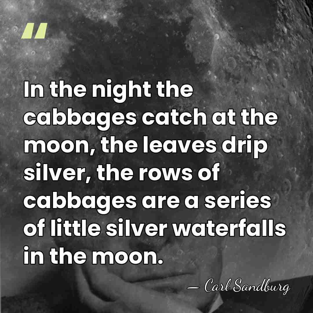In the night the cabbages catch at the moon, the leaves drip&hellip; - Carl Sandburg