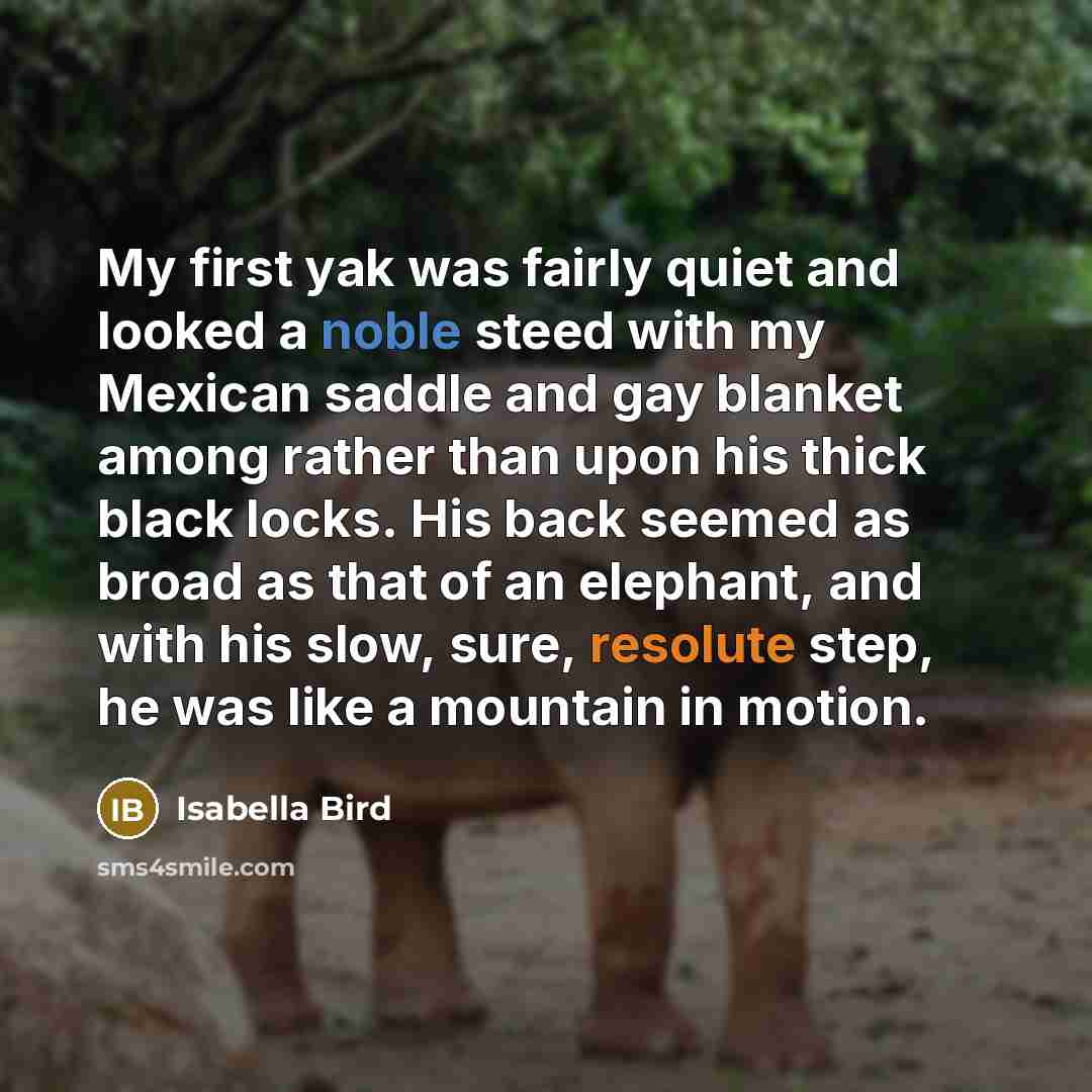“My first yak was fairly quiet and looked a noble…” quote by Isabella Bird