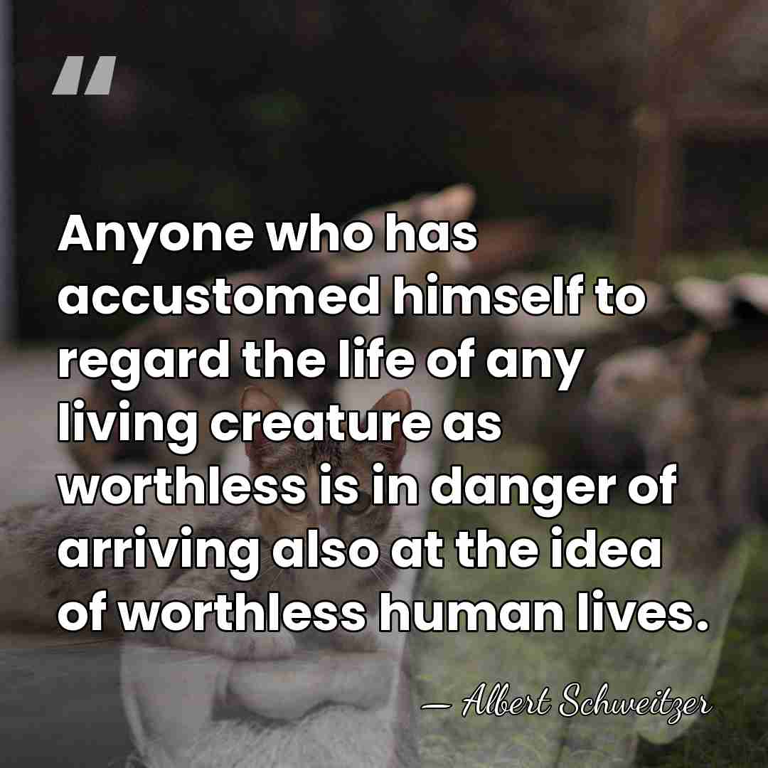 Anyone who has accustomed himself to regard the life of any living&hellip; - Albert Schweitzer