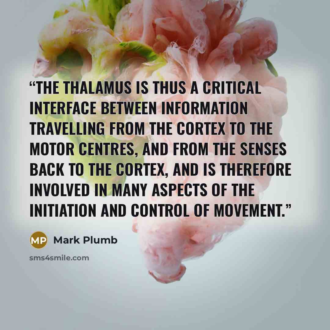 “The thalamus is thus a critical interface between information travelling from the cortex to the motor centres, and from the senses back to the cortex, and is therefore involved in many aspects of the initiation and control of movement.” quote by Mark Plumb