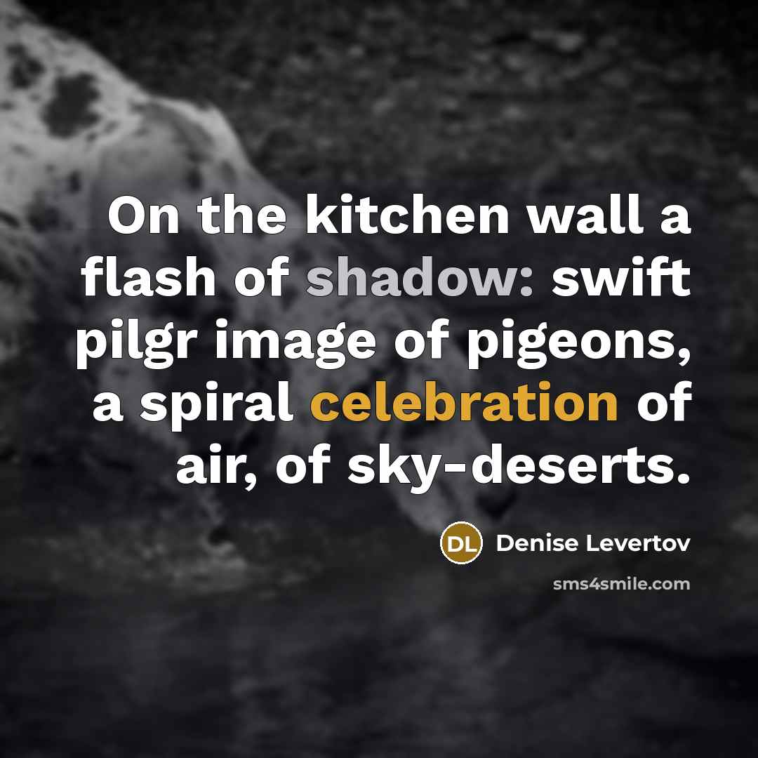 “On the kitchen wall a flash of shadow: swift pilgr…” quote by Denise Levertov