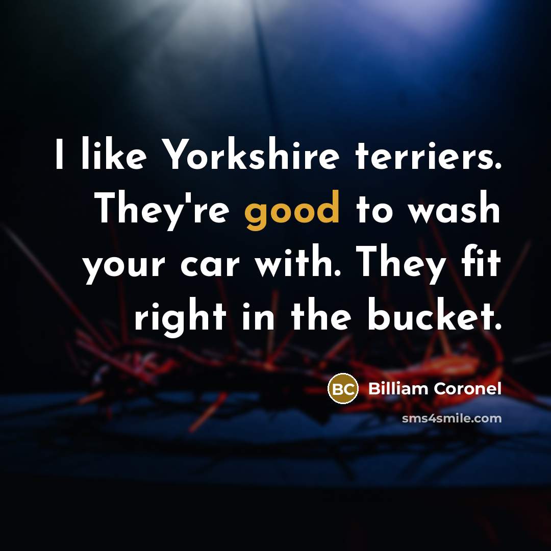 “I like Yorkshire terriers. They're good to wash your car…” quote by Billiam Coronel