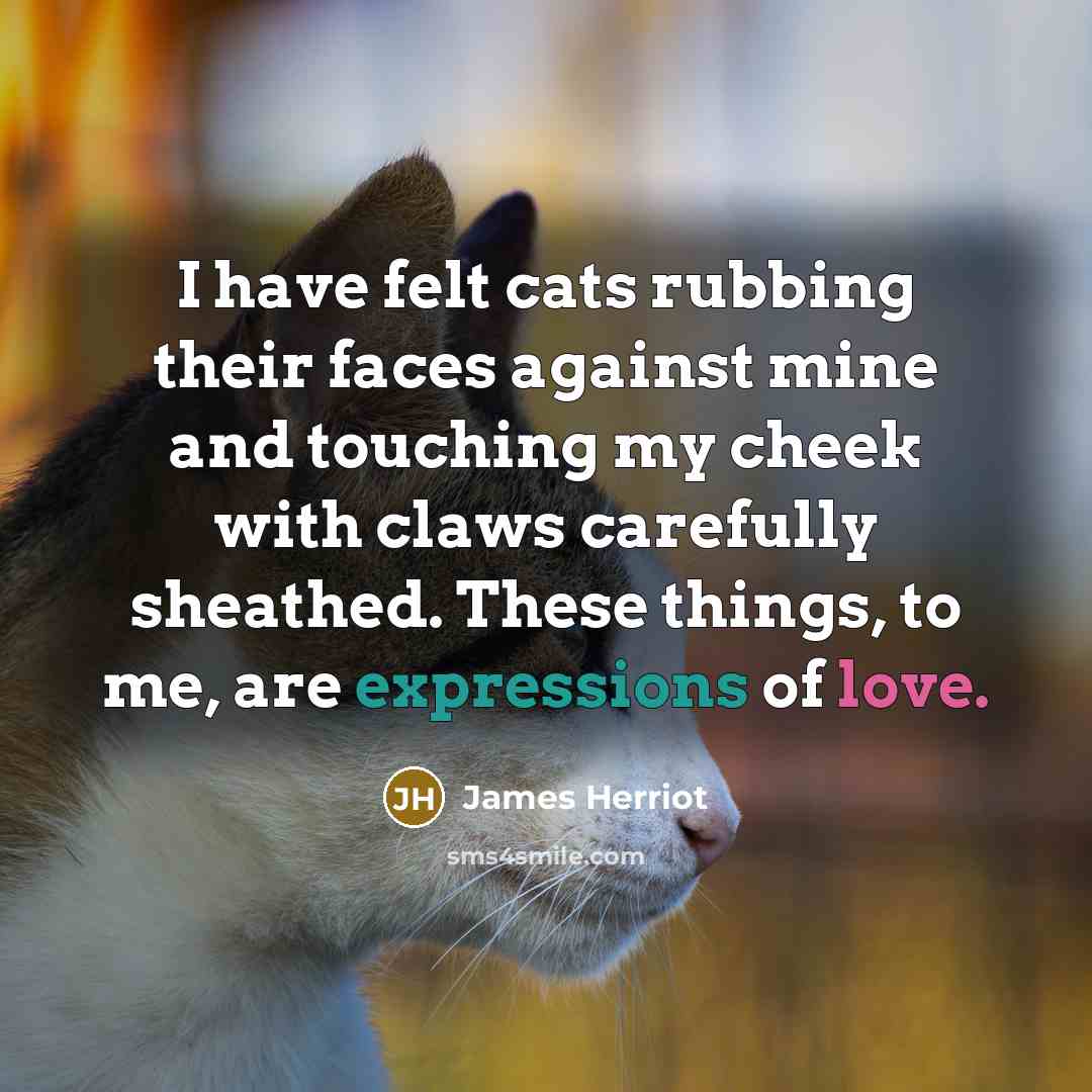“I have felt cats rubbing their faces against mine and touching my cheek with claws carefully sheathed. These things, to me, are expressions of love.” quote by James Herriot