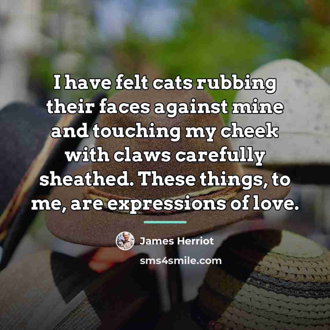 “I have felt cats rubbing their faces against mine and…” quote by James Herriot