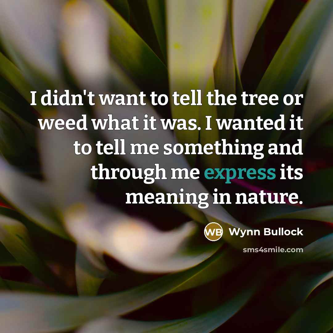 “I didn't want to tell the tree or weed what…” quote by Wynn Bullock