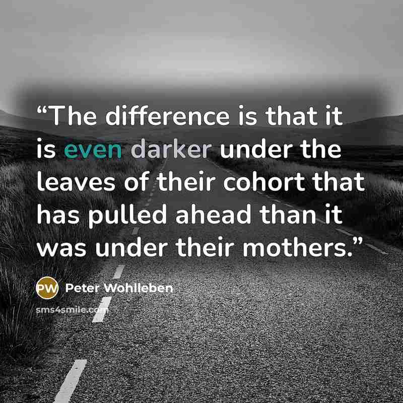 “The difference is that it is even darker under the leaves of their cohort that has pulled ahead than it was under their mothers.” quote by Peter Wohlleben