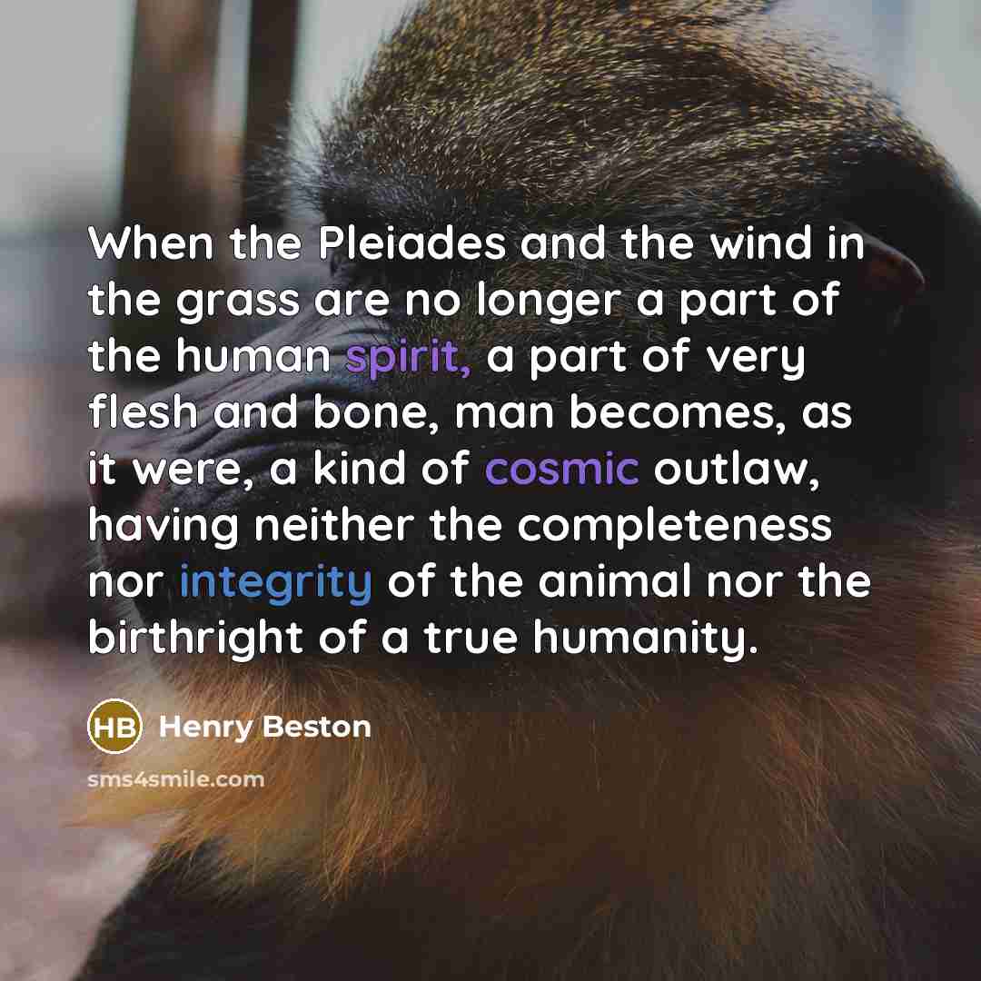 “When the Pleiades and the wind in the grass are…” quote by Henry Beston