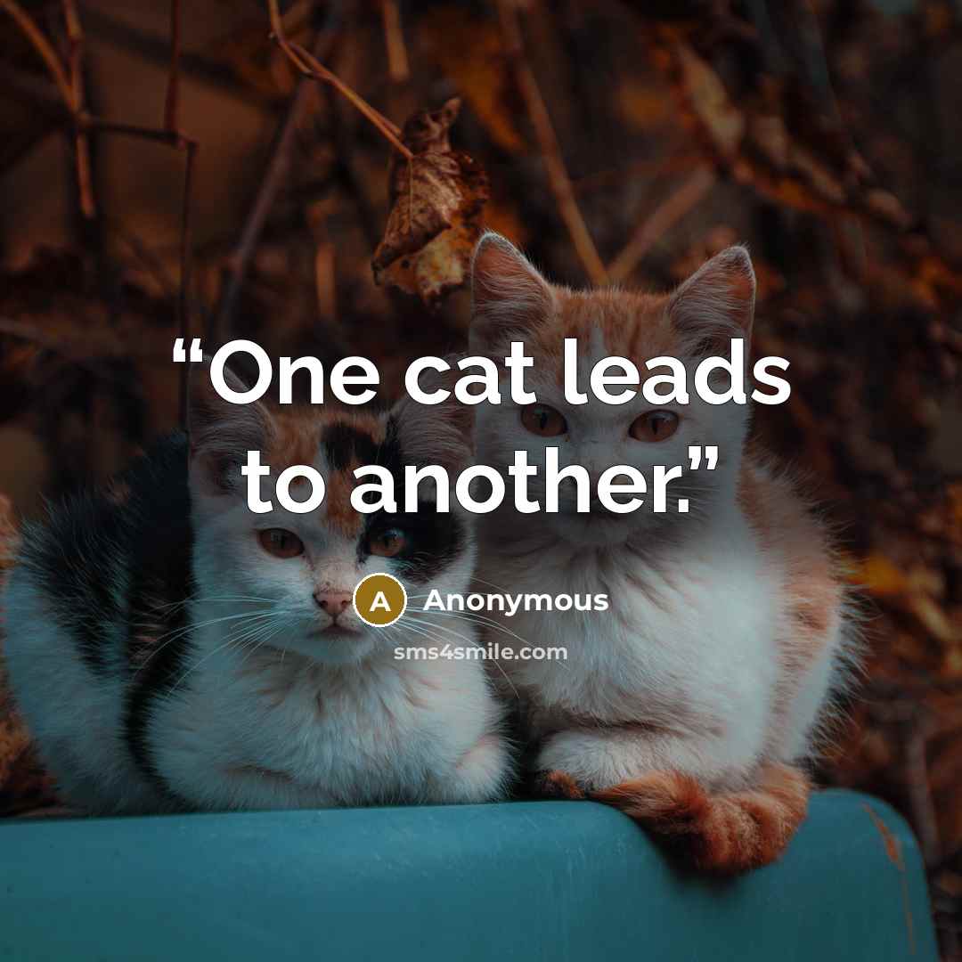 “One cat leads to another.” quote by Anonymous