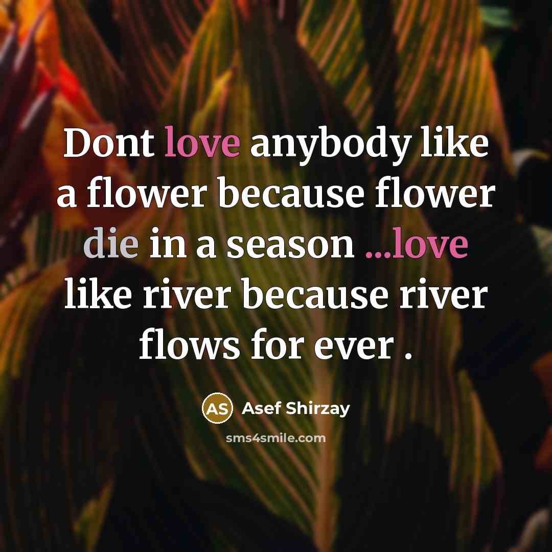 “Dont love anybody like a flower because flower die in…” quote by Asef Shirzay
