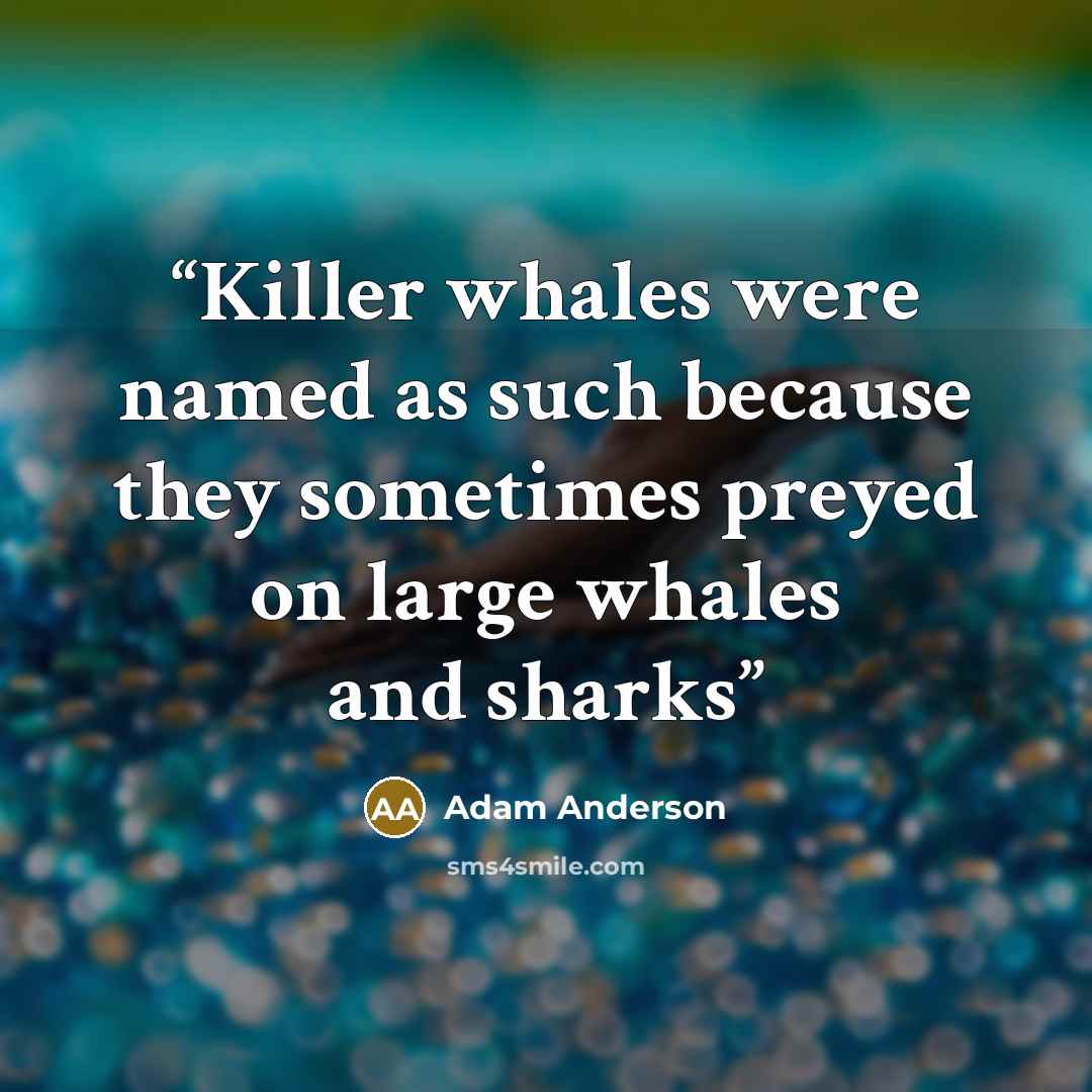 “Killer whales were named as such because they sometimes preyed on large whales and sharks” quote by Adam Anderson