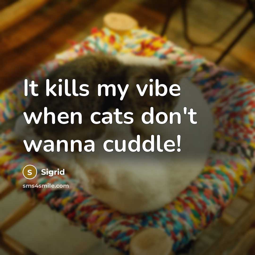 “It kills my vibe when cats don't wanna cuddle!…” quote by Sigrid