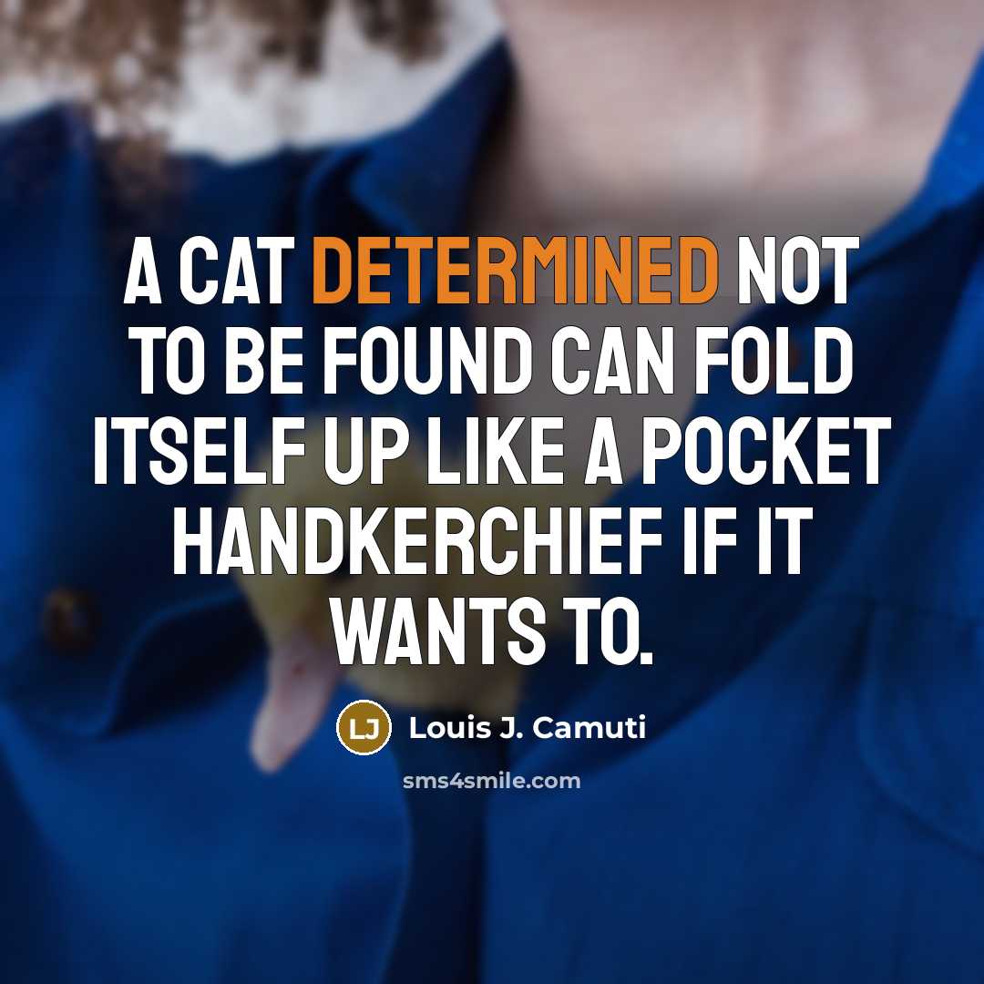 “A cat determined not to be found can fold itself…” quote by Louis J. Camuti