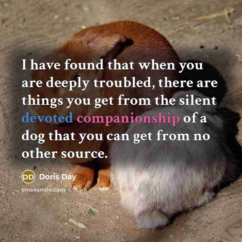 “I have found that when you are deeply troubled, there are things you get from the silent devoted companionship of a dog that you can get from no other source.” quote by Doris Day