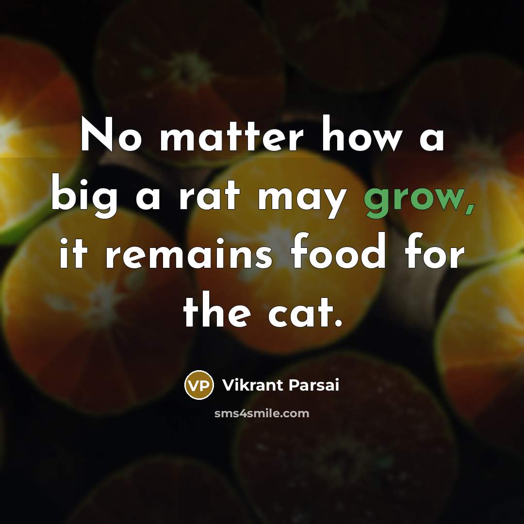 “No matter how a big a rat may grow, it…” quote by Vikrant Parsai