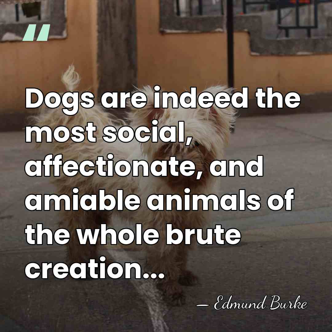 Dogs are indeed the most social, affectionate, and amiable animals of the&hellip; - Edmund Burke
