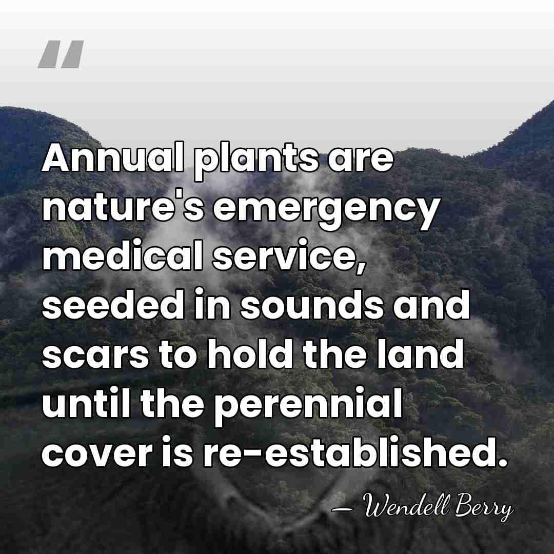 Annual plants are nature's emergency medical service, seeded in sounds and scars&hellip; - Wendell Berry