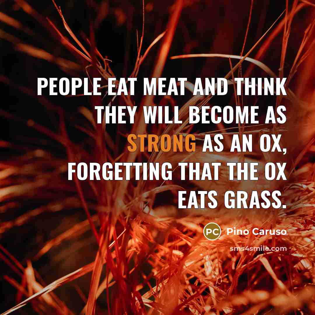 “People eat meat and think they will become as strong as an ox, forgetting that the ox eats grass.” quote by Pino Caruso