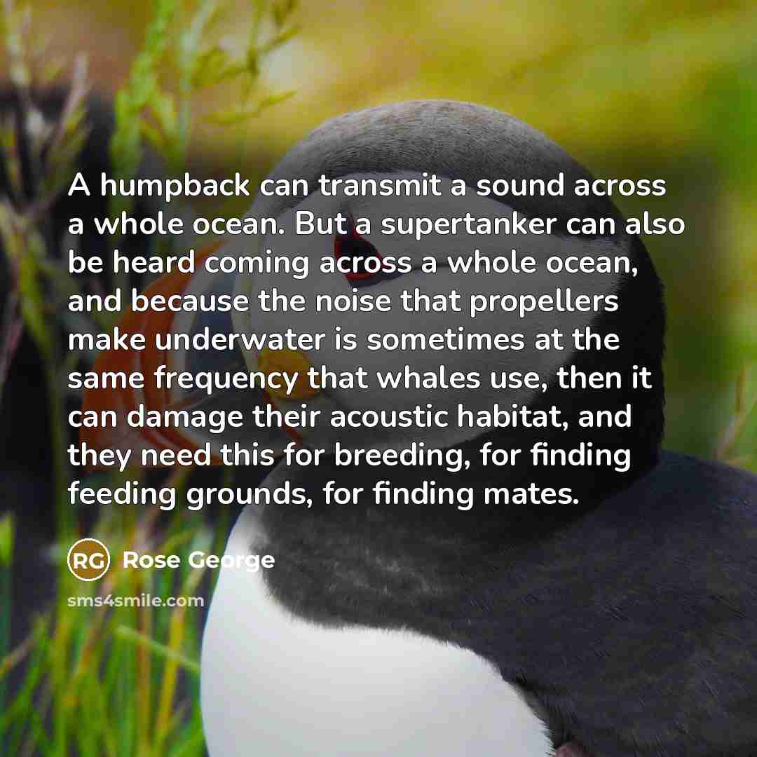 “A humpback can transmit a sound across a whole ocean.…” quote by Rose George