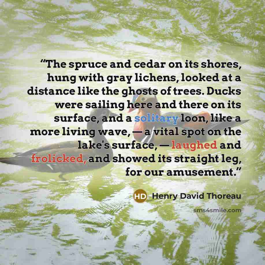 “The spruce and cedar on its shores, hung with gray lichens, looked at a distance like the ghosts of trees. Ducks were sailing here and there on its surface, and a solitary loon, like a more living wave, — a vital spot on the lake's surface, — laughed and frolicked, and showed its straight leg, for…” quote by Henry David Thoreau