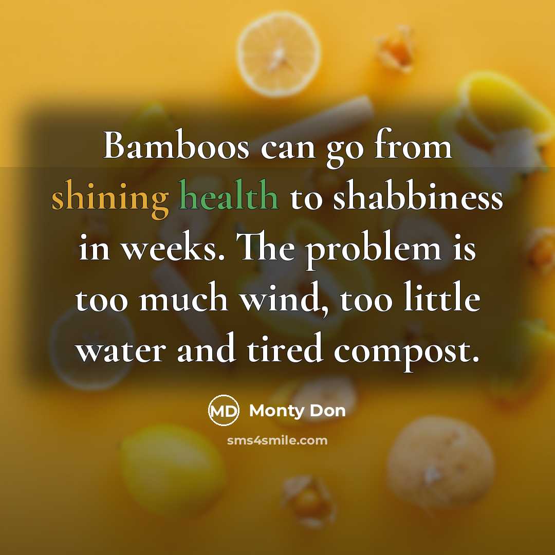 “Bamboos can go from shining health to shabbiness in weeks.…” quote by Monty Don