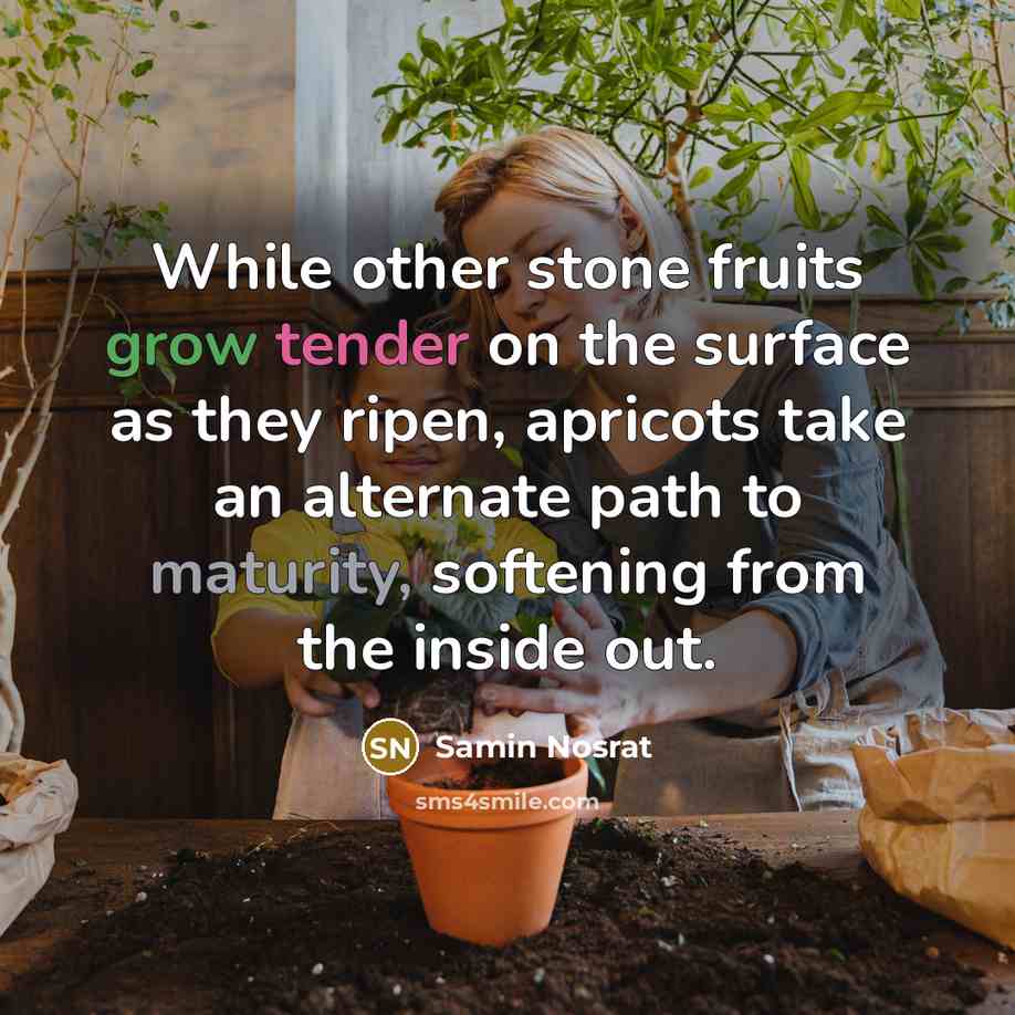 “While other stone fruits grow tender on the surface as they ripen, apricots take an alternate path to maturity, softening from the inside out.” quote by Samin Nosrat