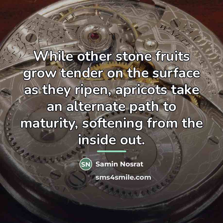 “While other stone fruits grow tender on the surface as…” quote by Samin Nosrat