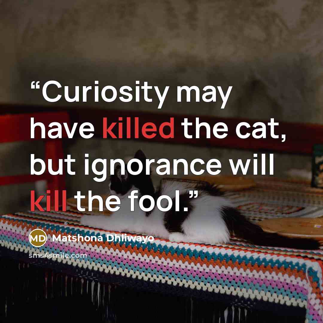 “Curiosity may have killed the cat, but ignorance will kill the fool.” quote by Matshona Dhliwayo