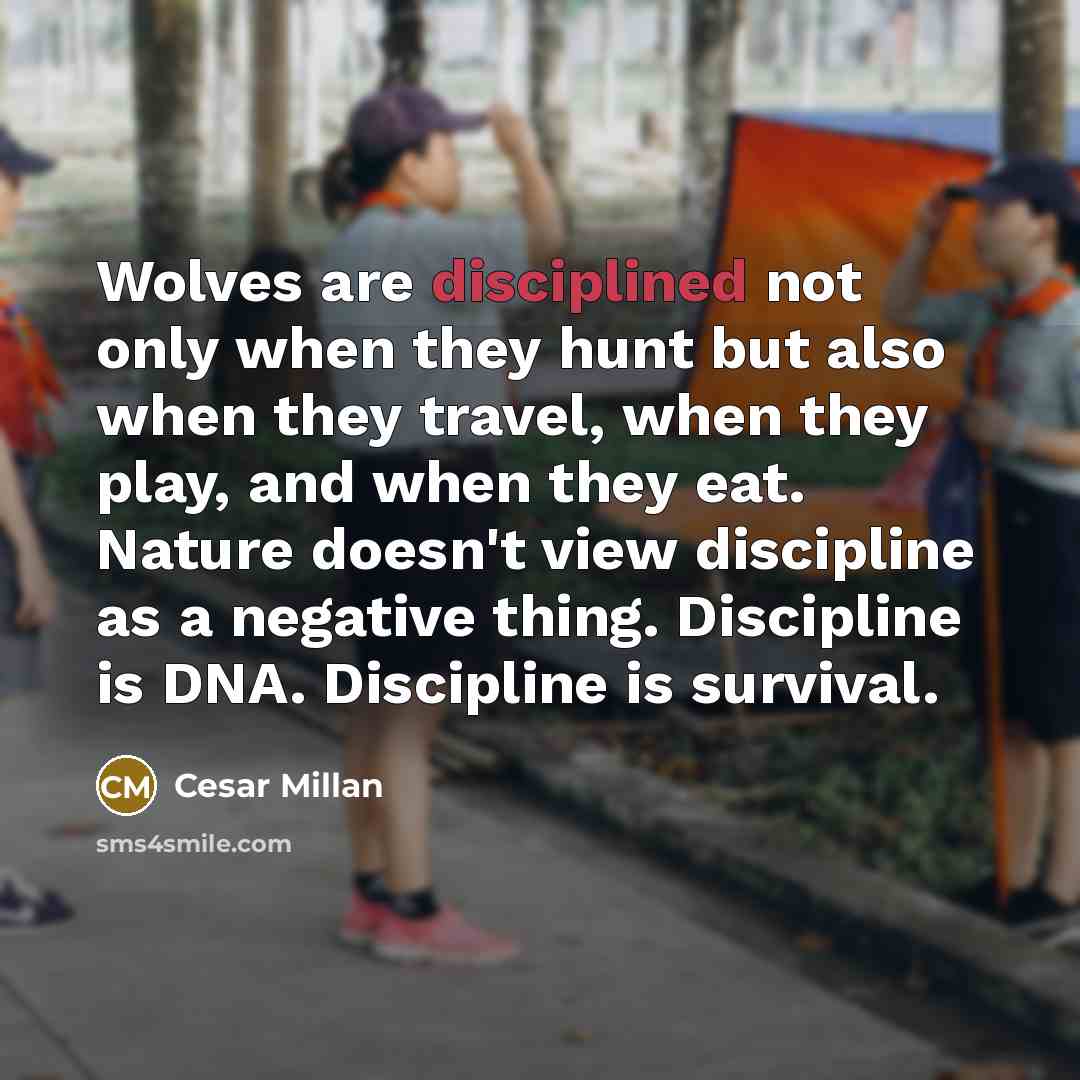 “Wolves are disciplined not only when they hunt but also…” quote by Cesar Millan