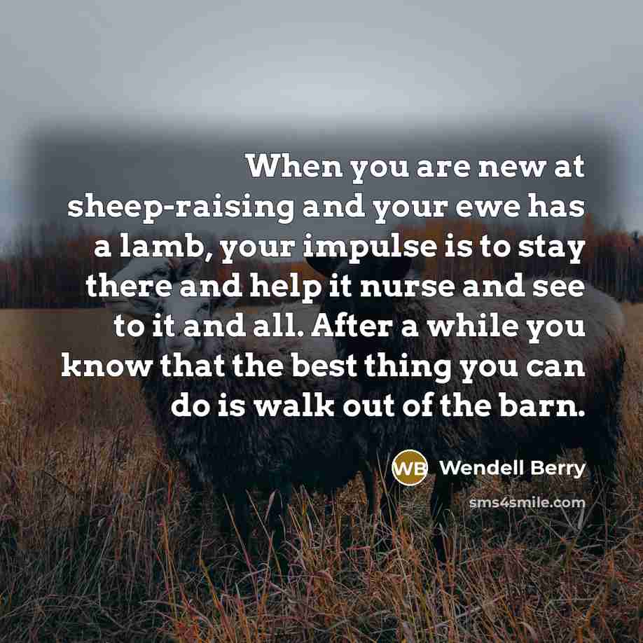 “When you are new at sheep-raising and your ewe has…” quote by Wendell Berry