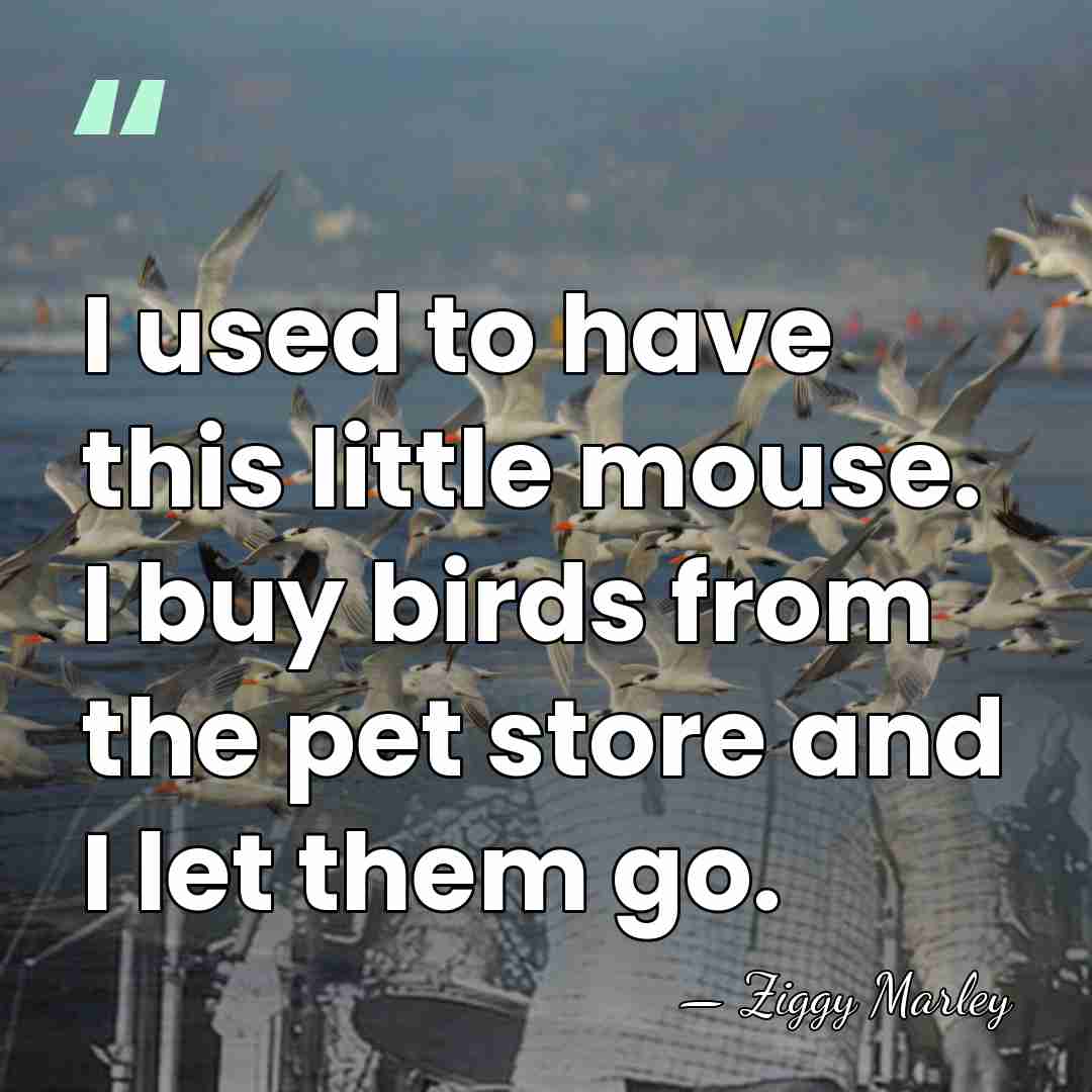 I used to have this little mouse. I buy birds from the&hellip; - Ziggy Marley