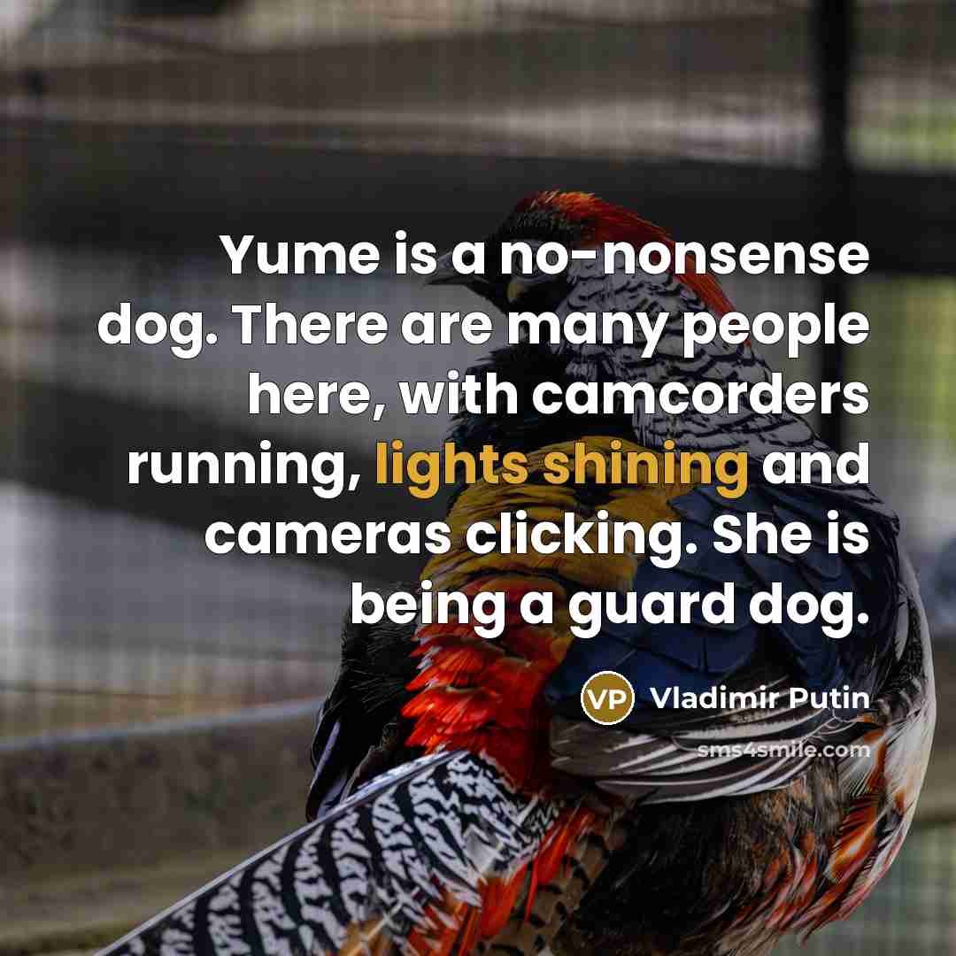 “Yume is a no-nonsense dog. There are many people here, with camcorders running, lights shining and cameras clicking. She is being a guard dog.” quote by Vladimir Putin
